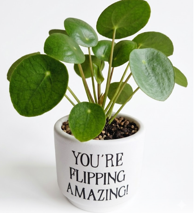 Minibloempot - You're Flipping Amazing