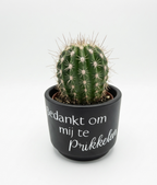 Minibloempot "Bedankt om Mij te Prikkelen" – Cactus Cadeau